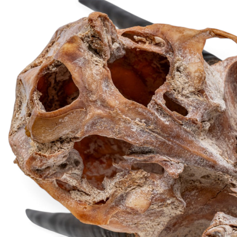 Real Steenbok Skull