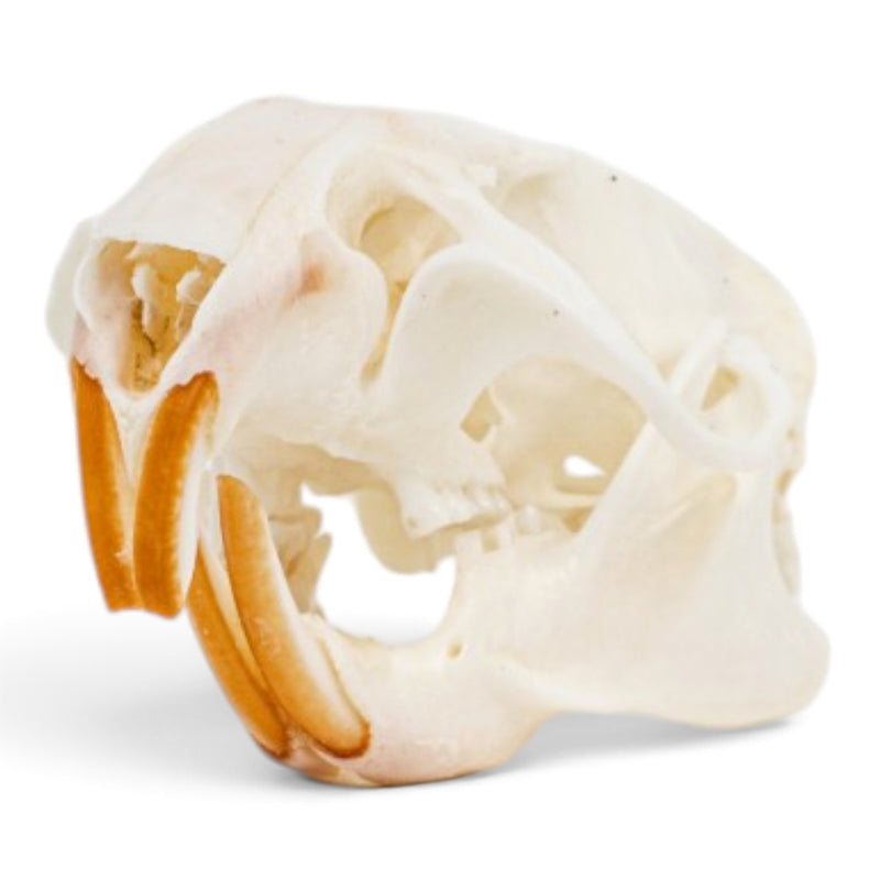 Real Rat Skull - Bone Infection