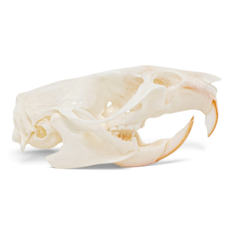 Real Rat Skull - Bone Infection