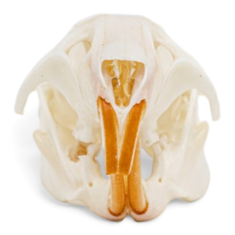Real Rat Skull - Bone Infection