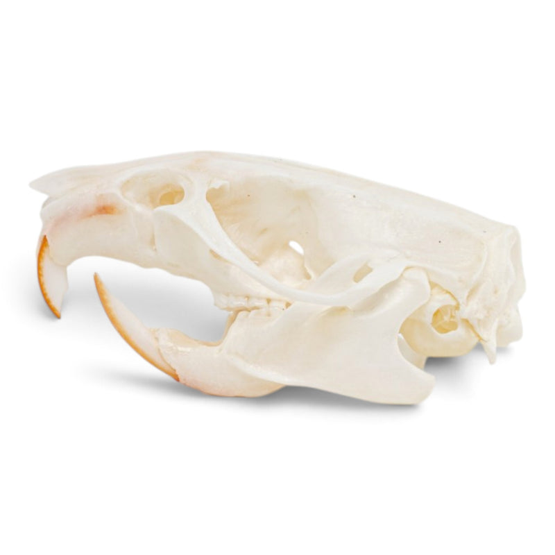 Real Rat Skull - Bone Infection