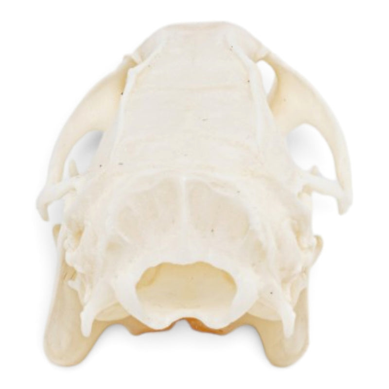 Real Rat Skull - Bone Infection