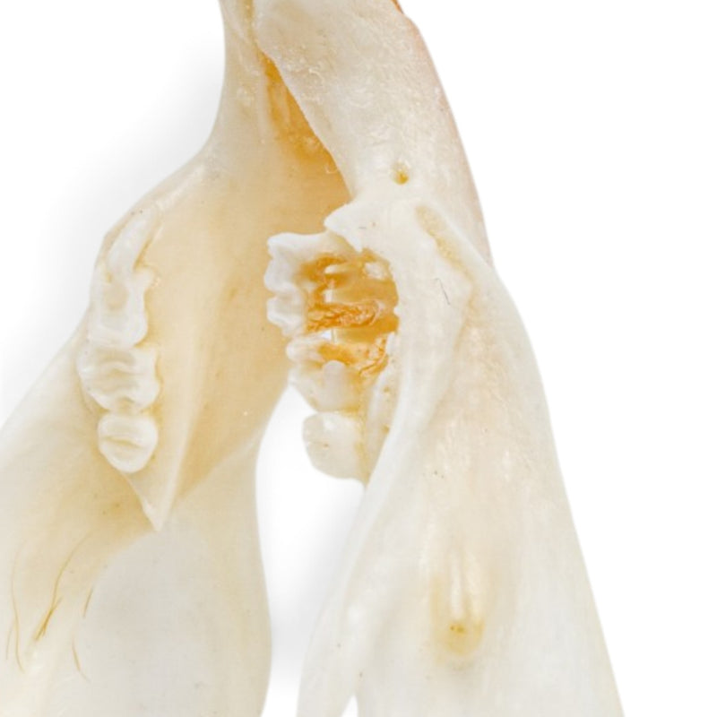 Real Rat Skull - Bone Infection