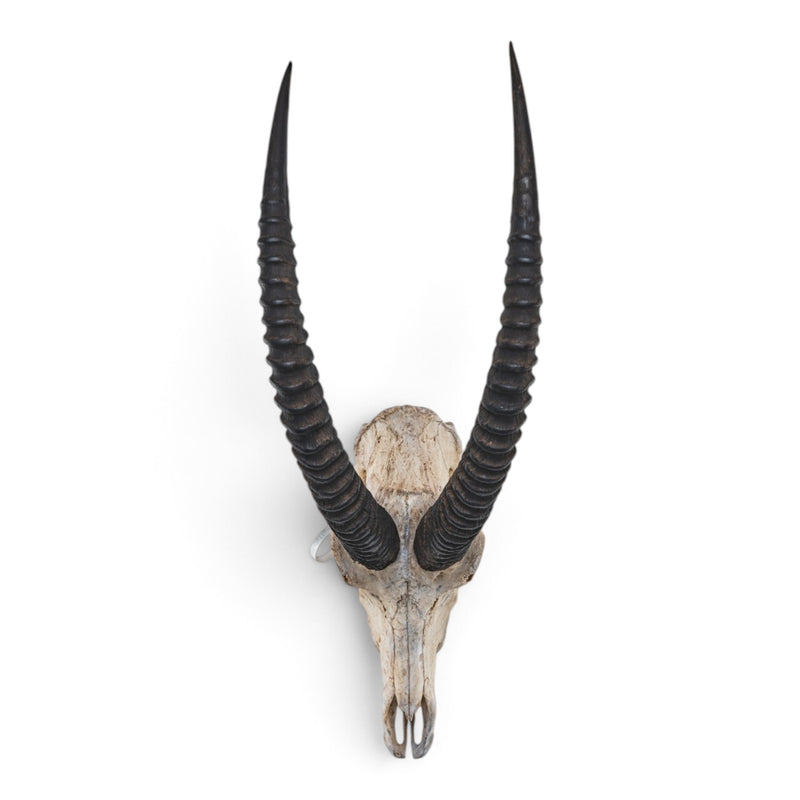 Real Roan Antelope Skull