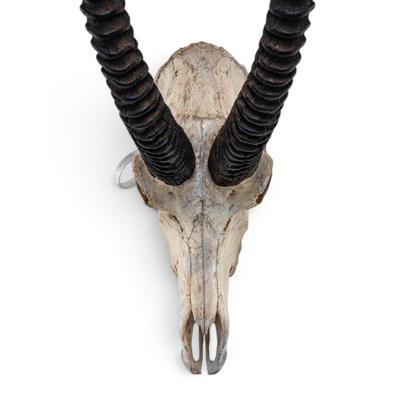 Real Roan Antelope Skull