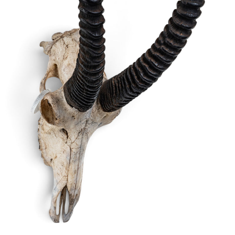 Real Roan Antelope Skull
