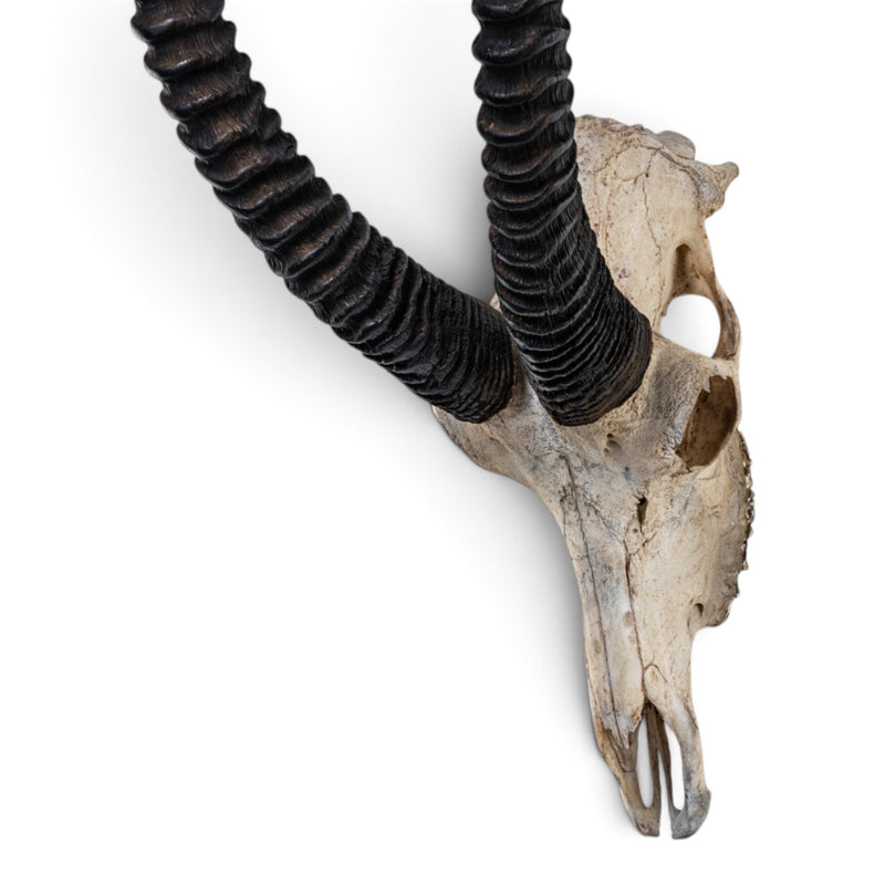 Real Roan Antelope Skull