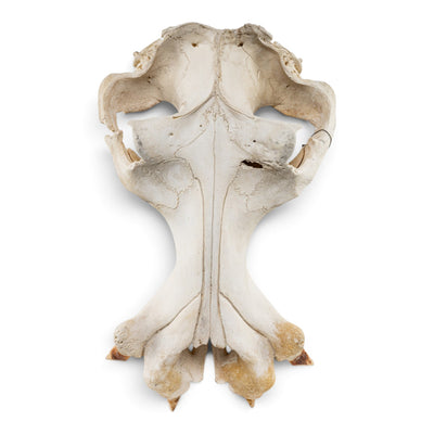 Real Hippopotamus Cranium
