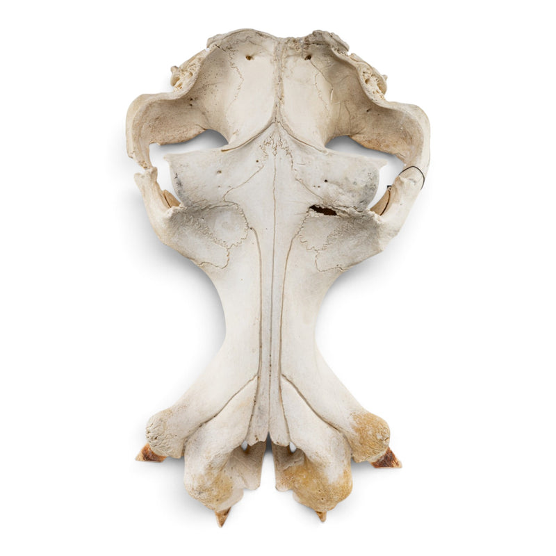 Real Hippopotamus Cranium