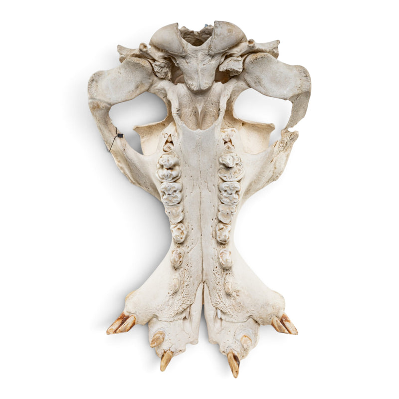 Real Hippopotamus Cranium