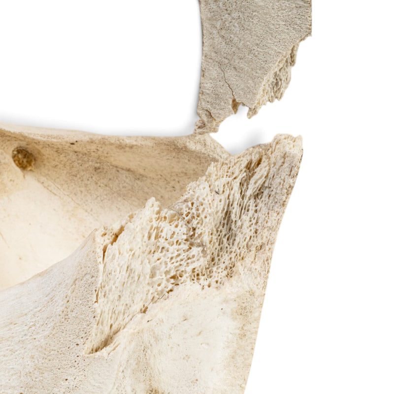 Real Hippopotamus Cranium