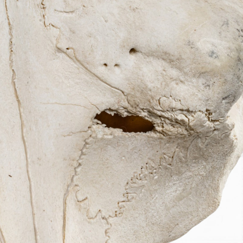 Real Hippopotamus Cranium