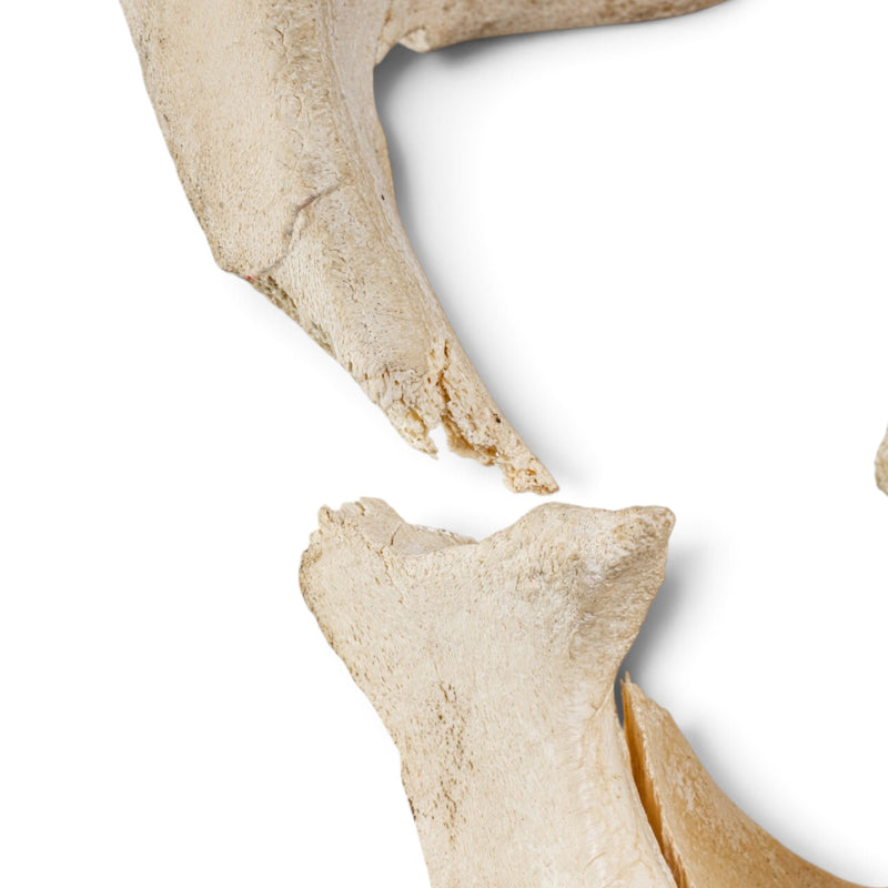 Real Hippopotamus Cranium