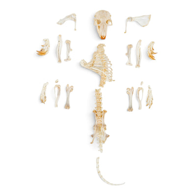 Real Pocket Gopher Skeleton - Partially Articulated