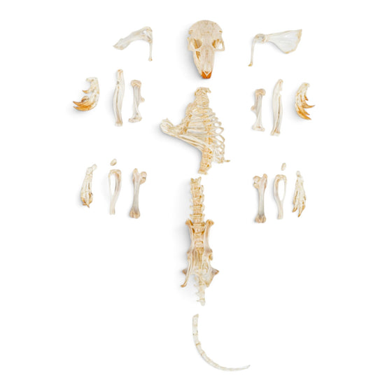 Real Pocket Gopher Skeleton - Partially Articulated