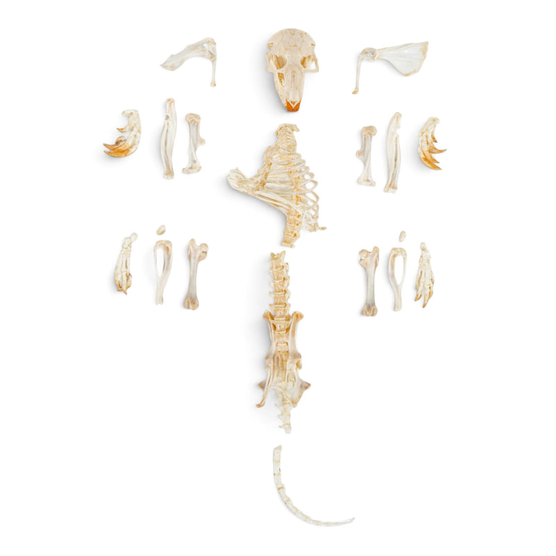 Real Pocket Gopher Skeleton - Partially Articulated