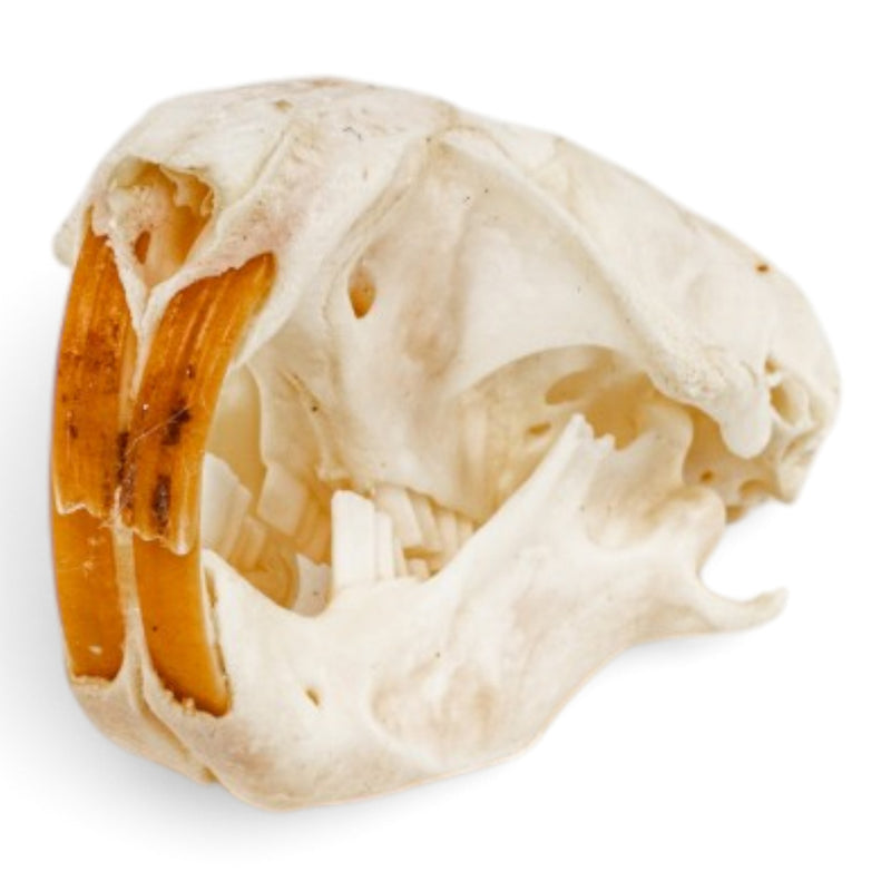 Real Pocket Gopher Skeleton - Partially Articulated