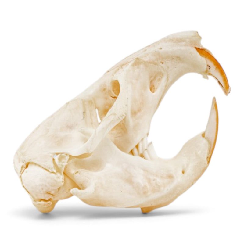 Real Pocket Gopher Skeleton - Partially Articulated