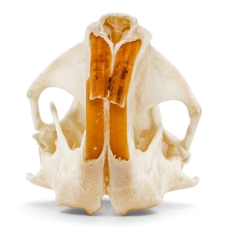 Real Pocket Gopher Skeleton - Partially Articulated