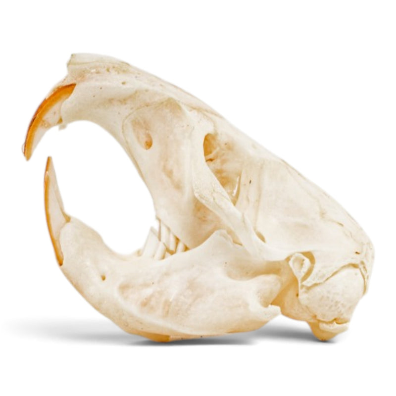 Real Pocket Gopher Skeleton - Partially Articulated