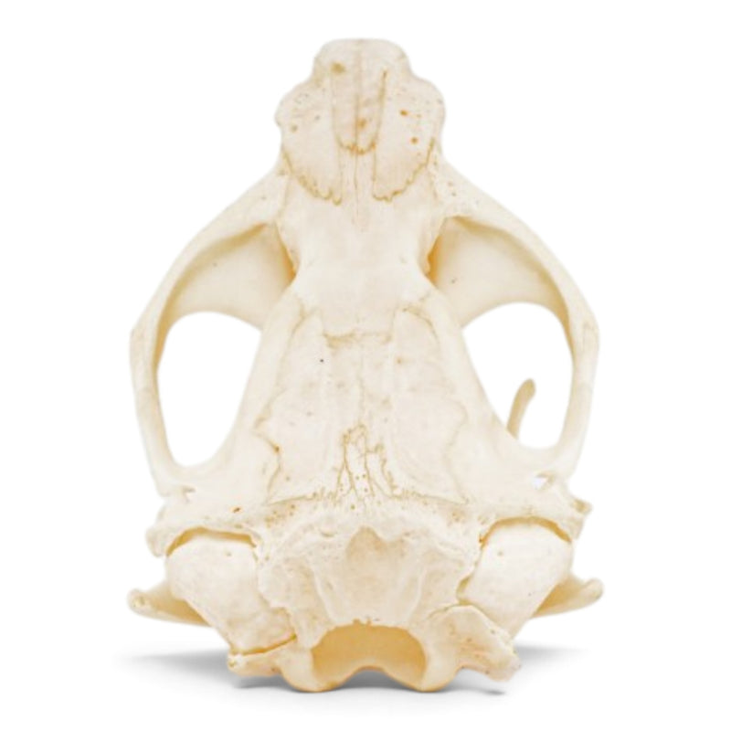 Real Pocket Gopher Skeleton - Partially Articulated
