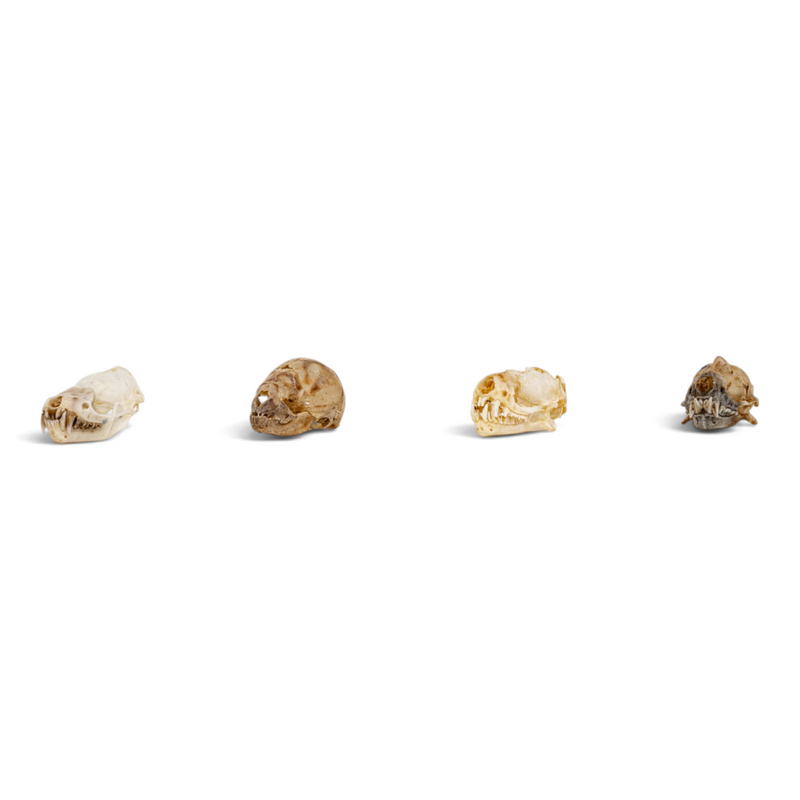 Real Bat Skull Set