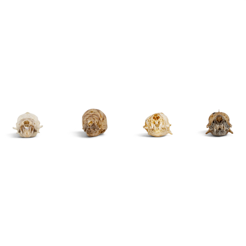 Real Bat Skull Set
