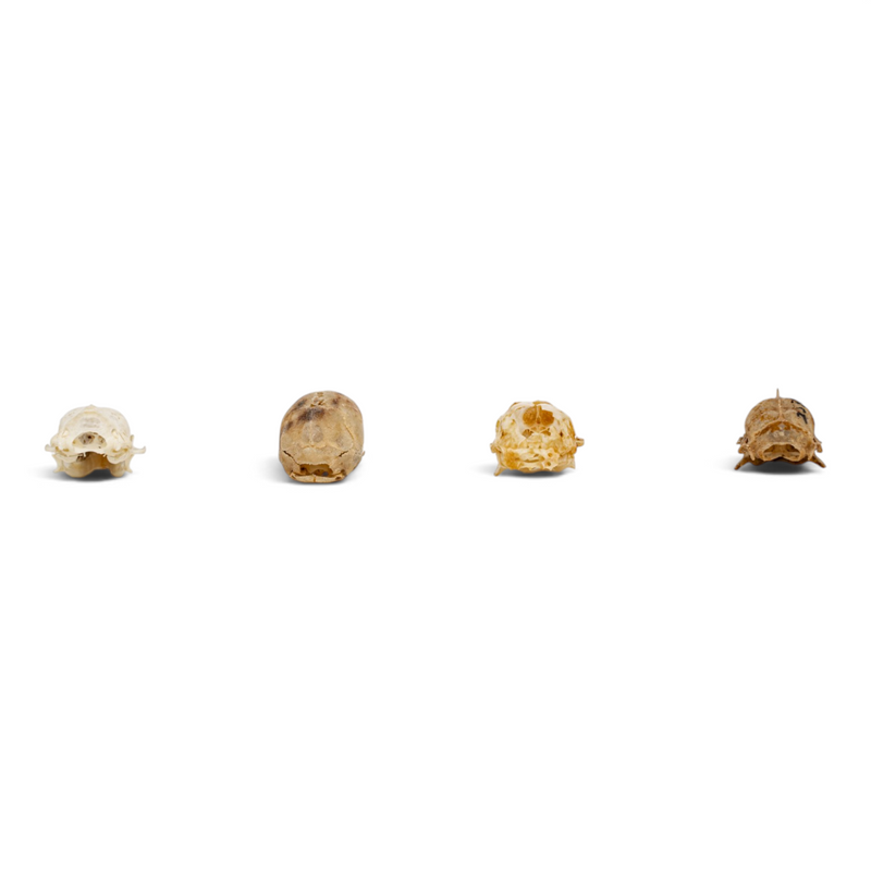 Real Bat Skull Set