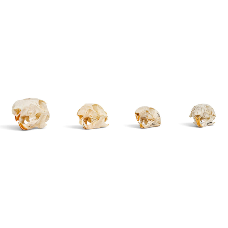 Real Squirrel Skull Set