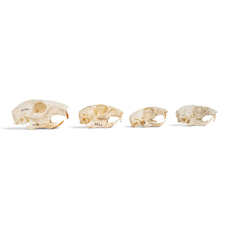 Real Squirrel Skull Set