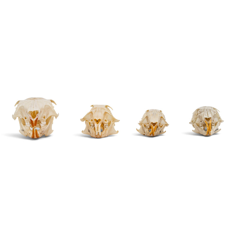 Real Squirrel Skull Set