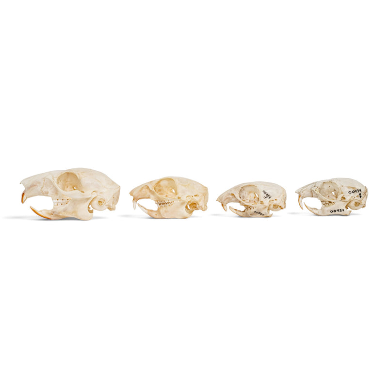 Real Squirrel Skull Set