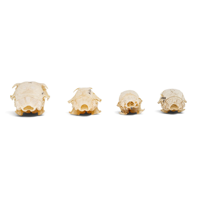 Real Squirrel Skull Set