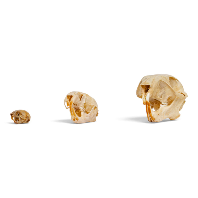 Real Rodent Skull Set
