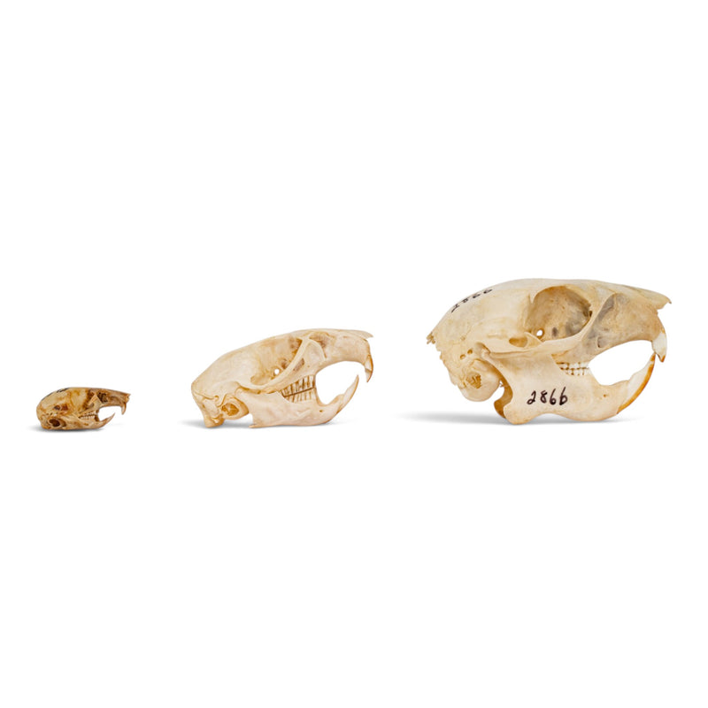 Real Rodent Skull Set