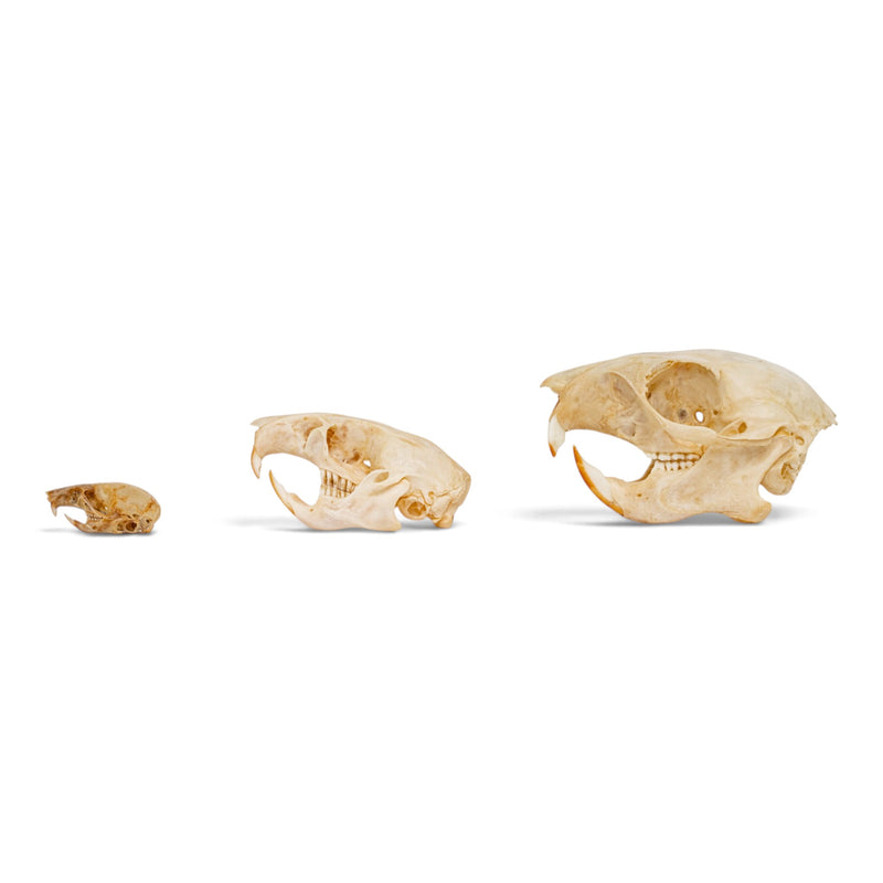 Real Rodent Skull Set