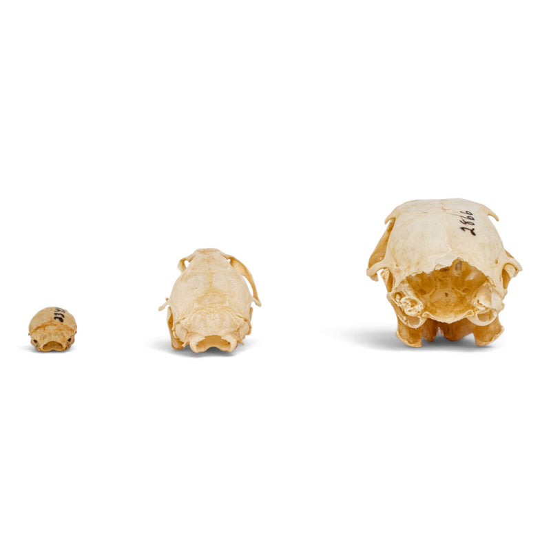 Real Rodent Skull Set