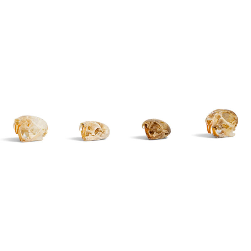 Real Mouse Skull Set