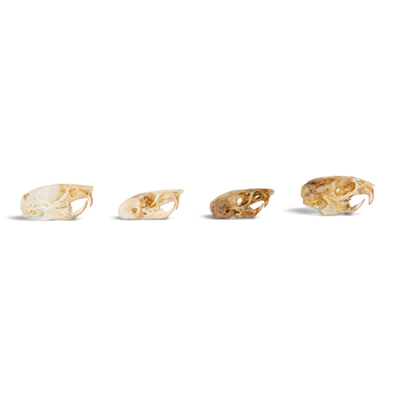 Real Mouse Skull Set