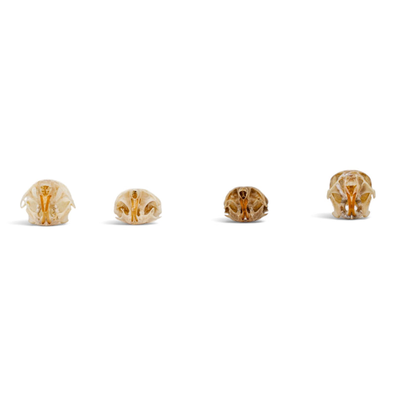 Real Mouse Skull Set