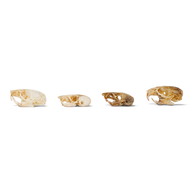 Real Mouse Skull Set