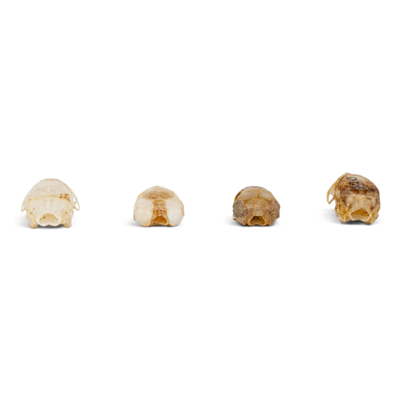 Real Mouse Skull Set