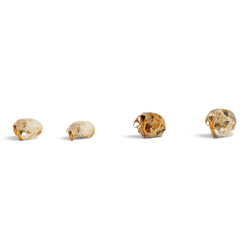 Real Mouse Skull Set