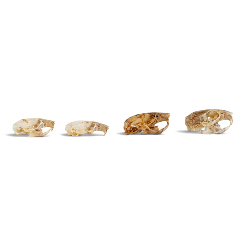 Real Mouse Skull Set