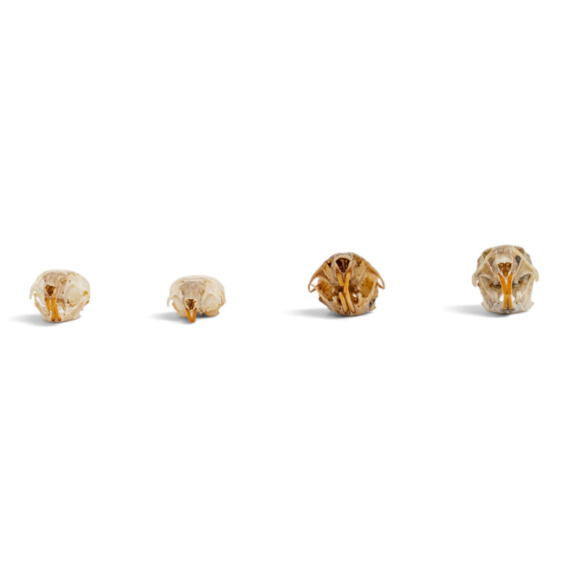Real Mouse Skull Set