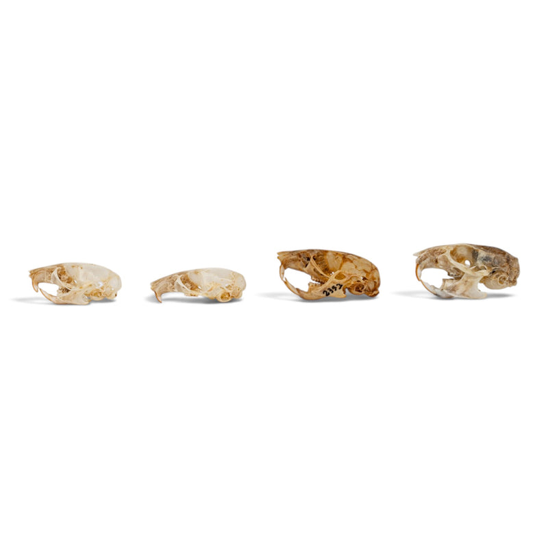 Real Mouse Skull Set