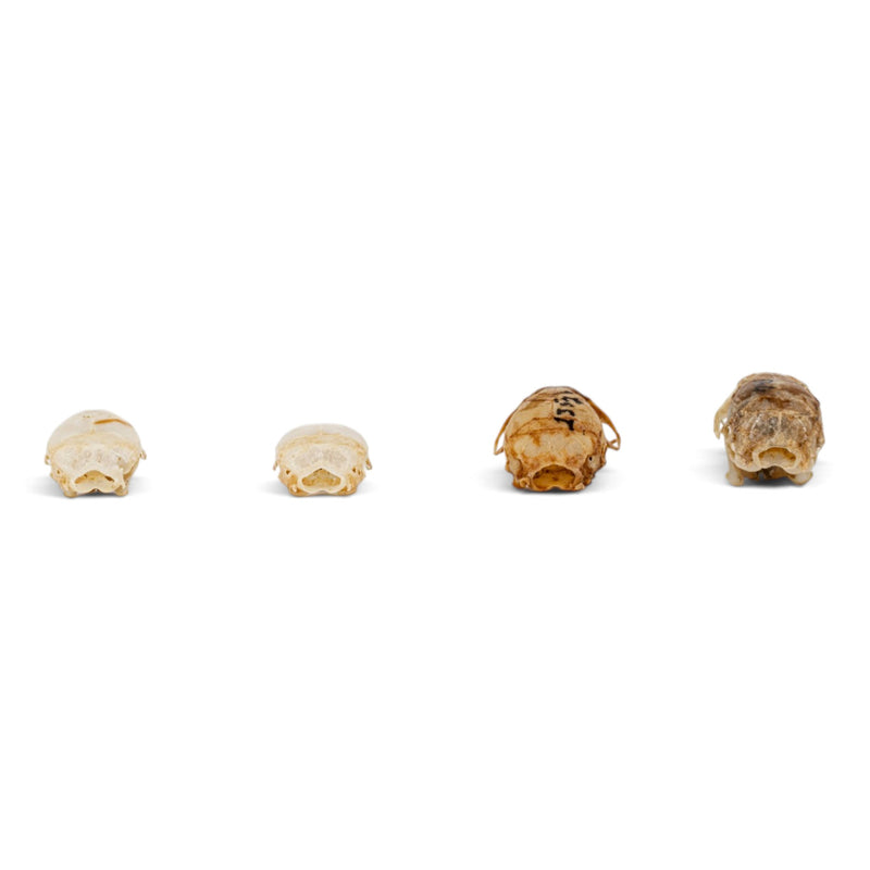 Real Mouse Skull Set