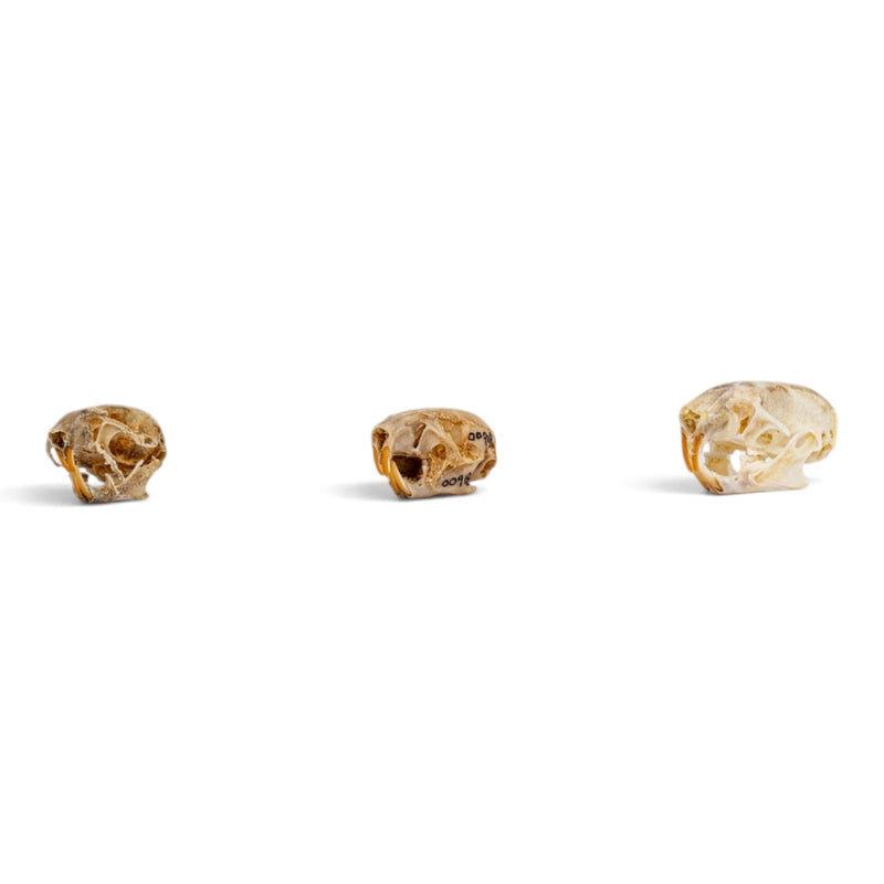 Real Mouse Skull Set