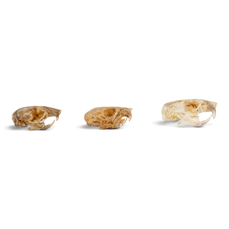 Real Mouse Skull Set