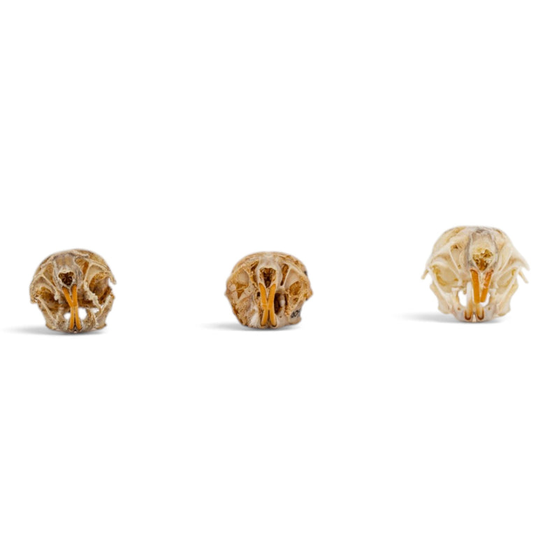 Real Mouse Skull Set